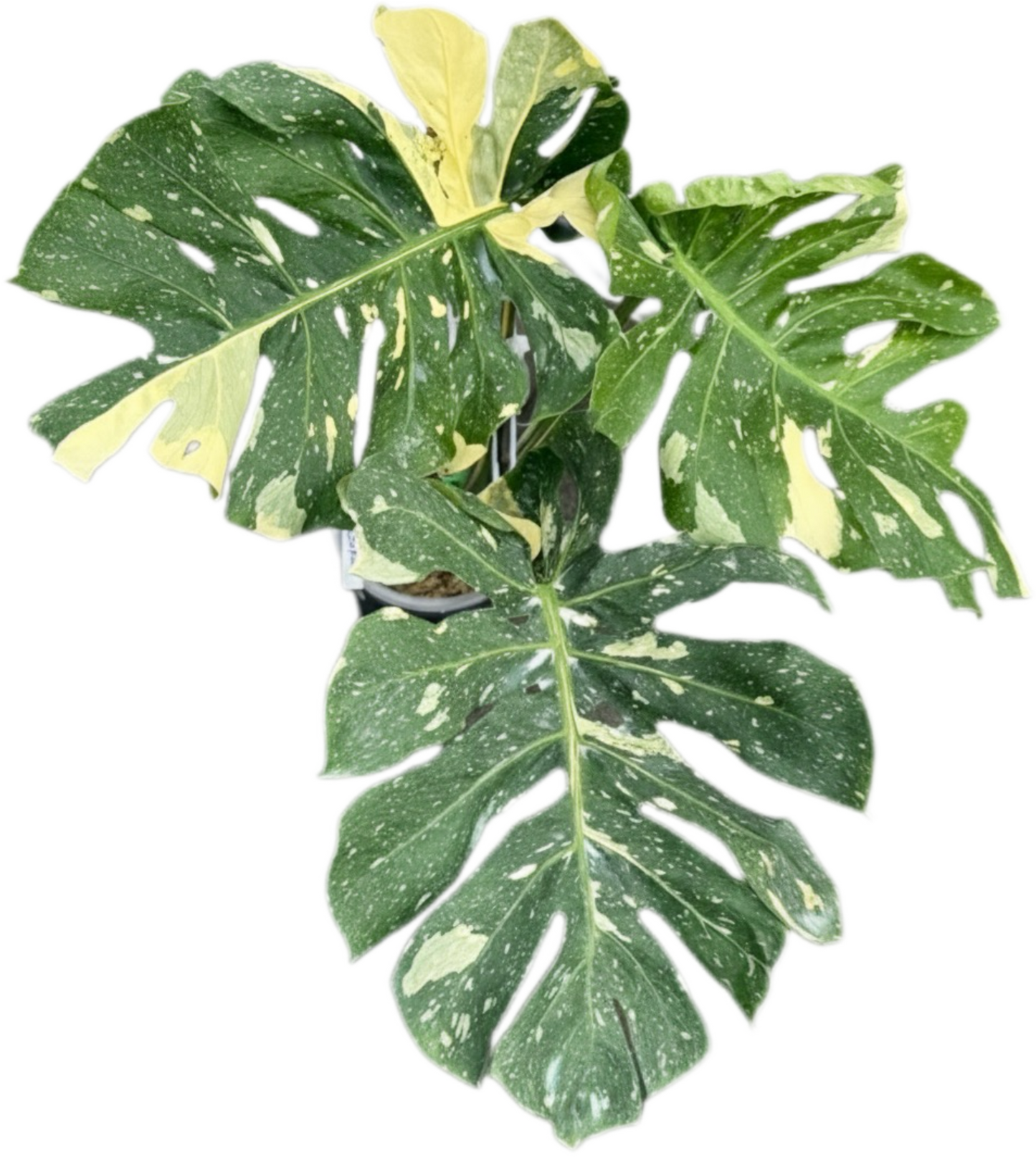 Monstera deliciosa “Scorpion ” Variegated – Exact Actual Plant