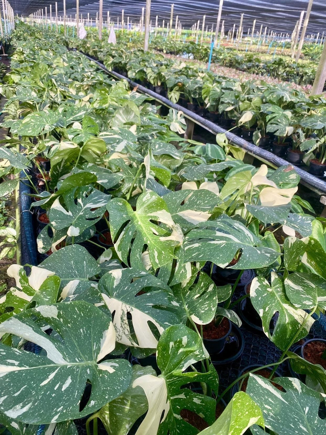 Monstera Thai Constellation Wholesale Supply 2025