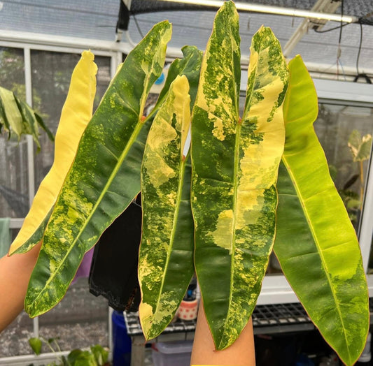 Philodendron Billietiae Variegated: The Rare Gem for Your Plant Collection