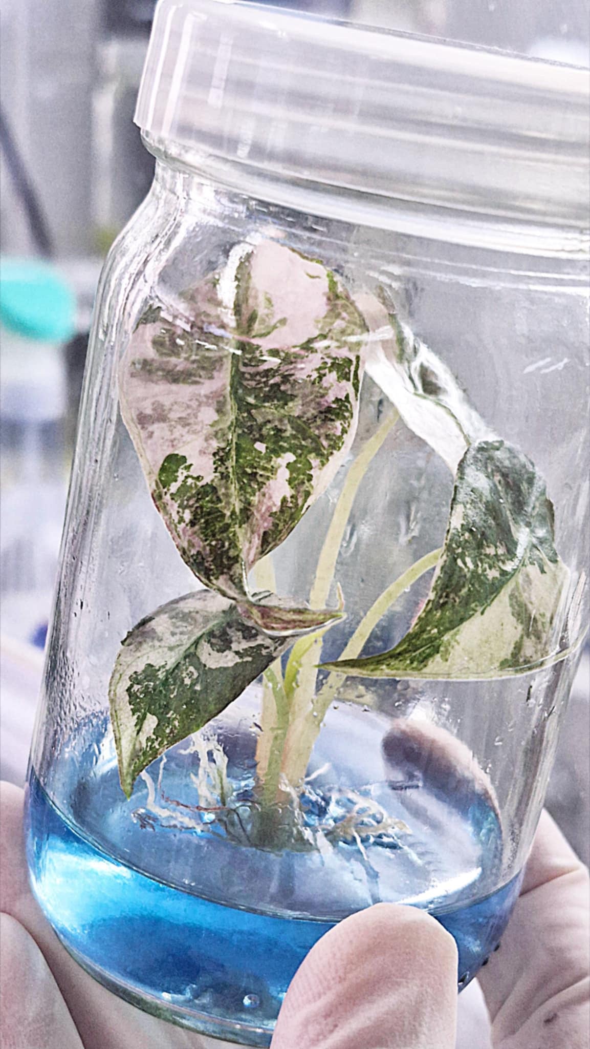 Plant Tissue Culture