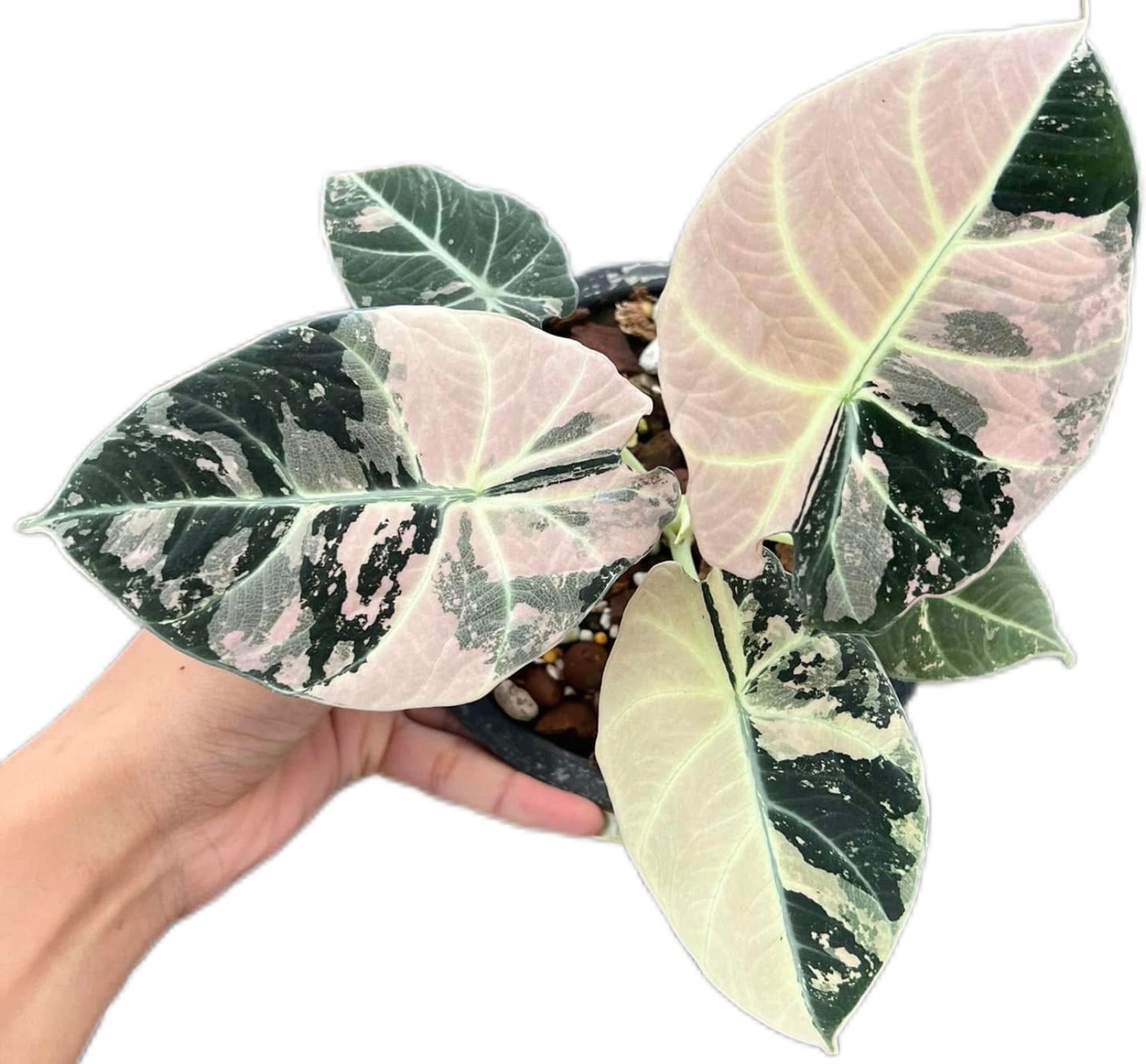 Alocasia