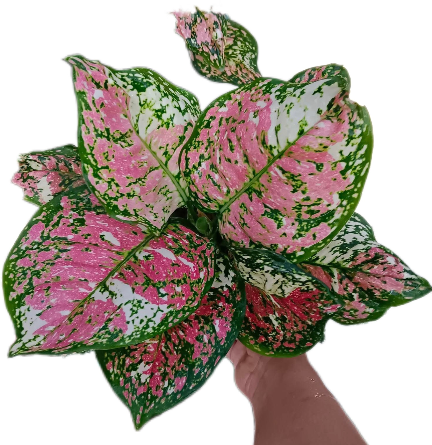 Aglaonema