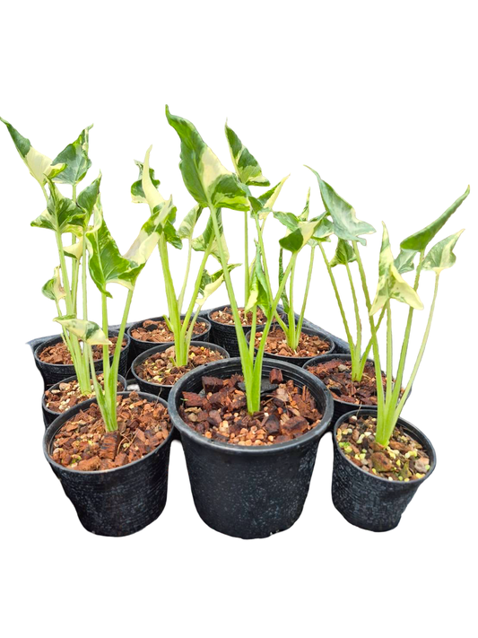 Alocasia Cucullata ‘Crinkles’ Albo Variegated – Wholesale Set of 3 Plants