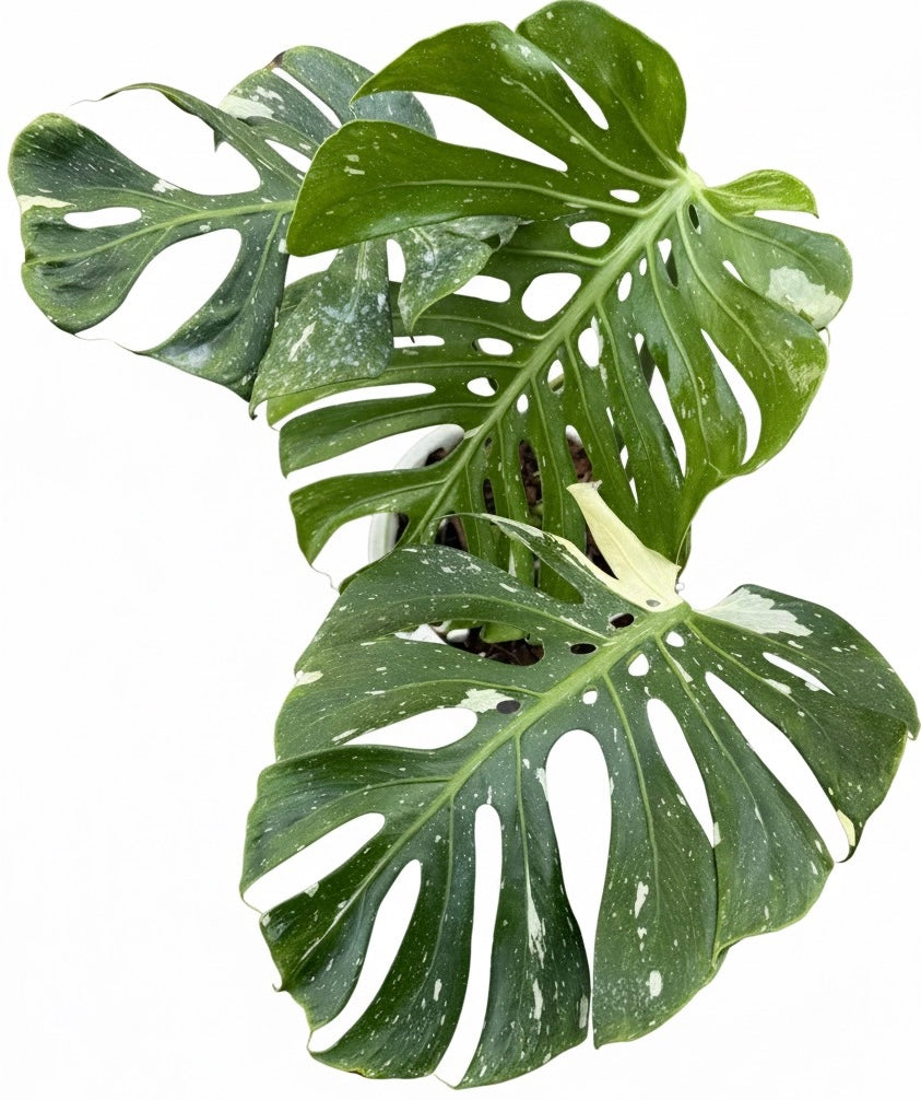 Monstera deliciosa ‘Fish Bone’ Variegated – Big Size (Actual Plant)