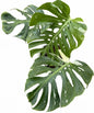 Monstera deliciosa ‘Fish Bone’ Variegated – Big Size (Actual Plant)