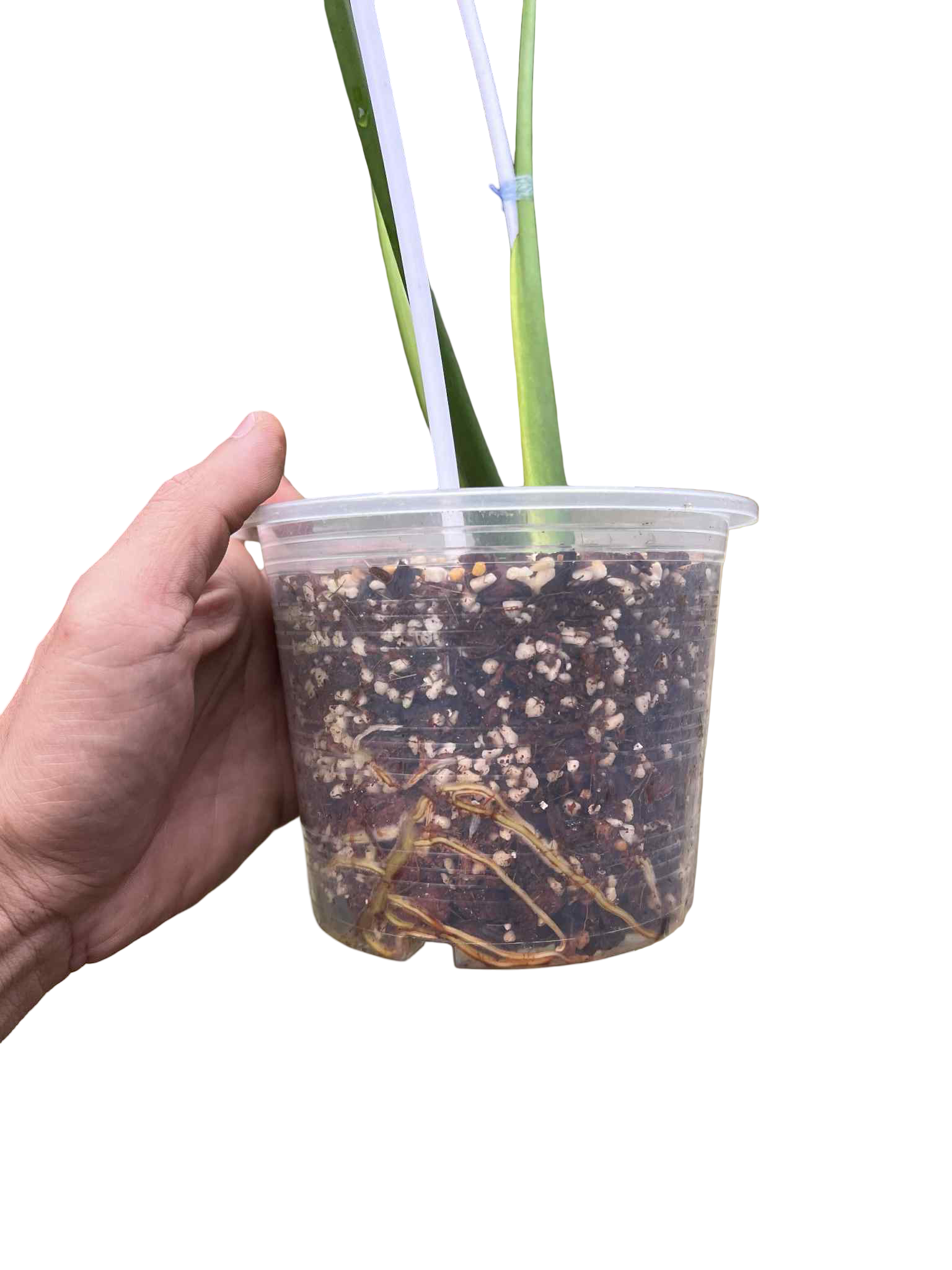 Monstera Deliciosa “Hurricane” (Rooted) — Actual Plant (Rare)