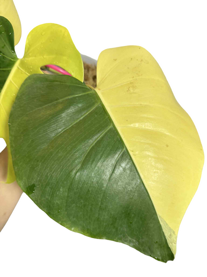 Monstera Deliciosa “Neon” (Yellow Cheese) Variegated – Actual Plant