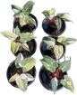 Philodendron Gloriosum Variegated Set of 10 plants SMALL SIZE
