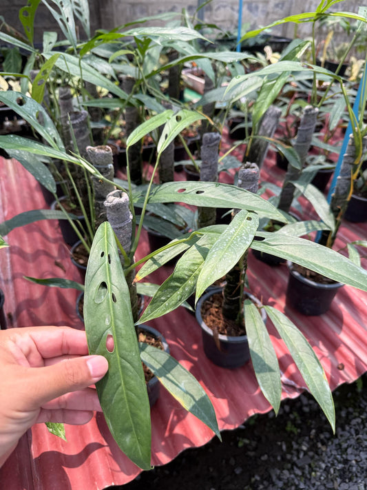 Monstera Obliqua “Yasuni” #1