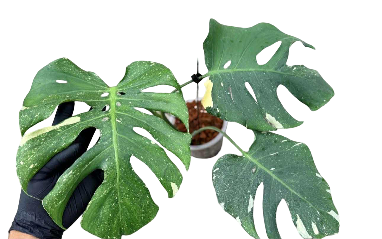 Monstera deliciosa ‘Star Lord’ – Rare Actual Plant