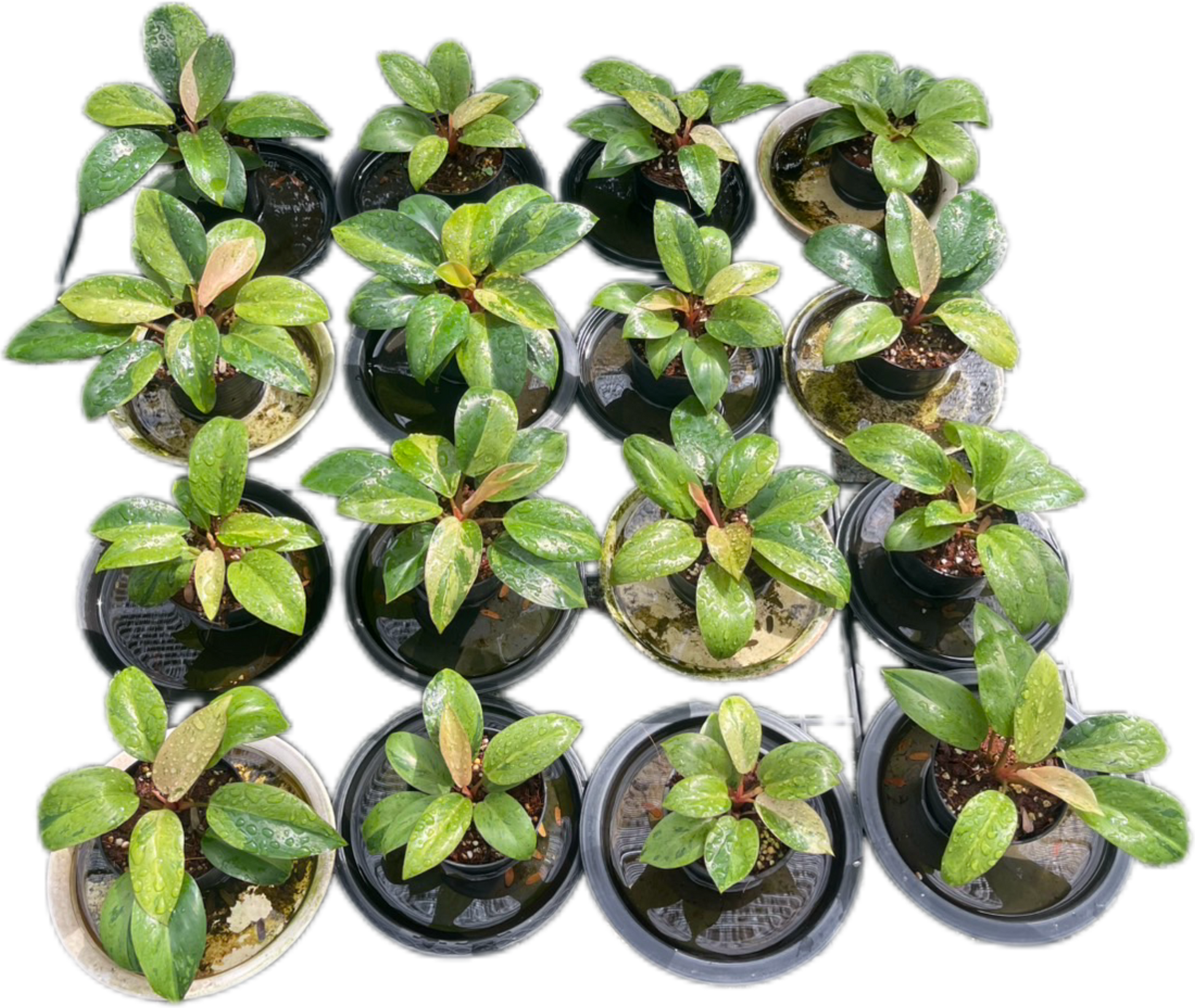 Philodendron Congo Dwarf Variegated