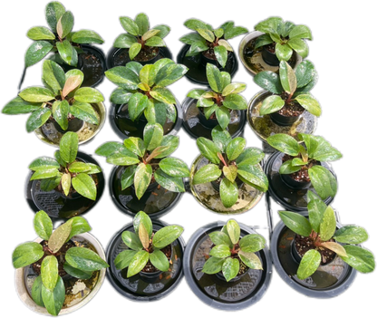 Philodendron Congo Dwarf Variegated