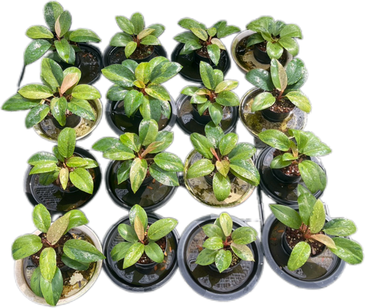 Philodendron Congo Dwarf Variegated
