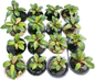 Philodendron Congo Dwarf Variegated