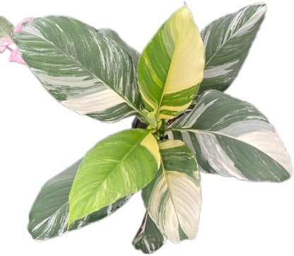 Spathiphyllum 'Sensation Variegated