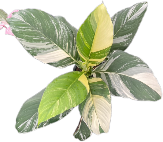 Spathiphyllum 'Sensation Variegated