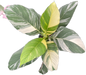 Spathiphyllum 'Sensation Variegated