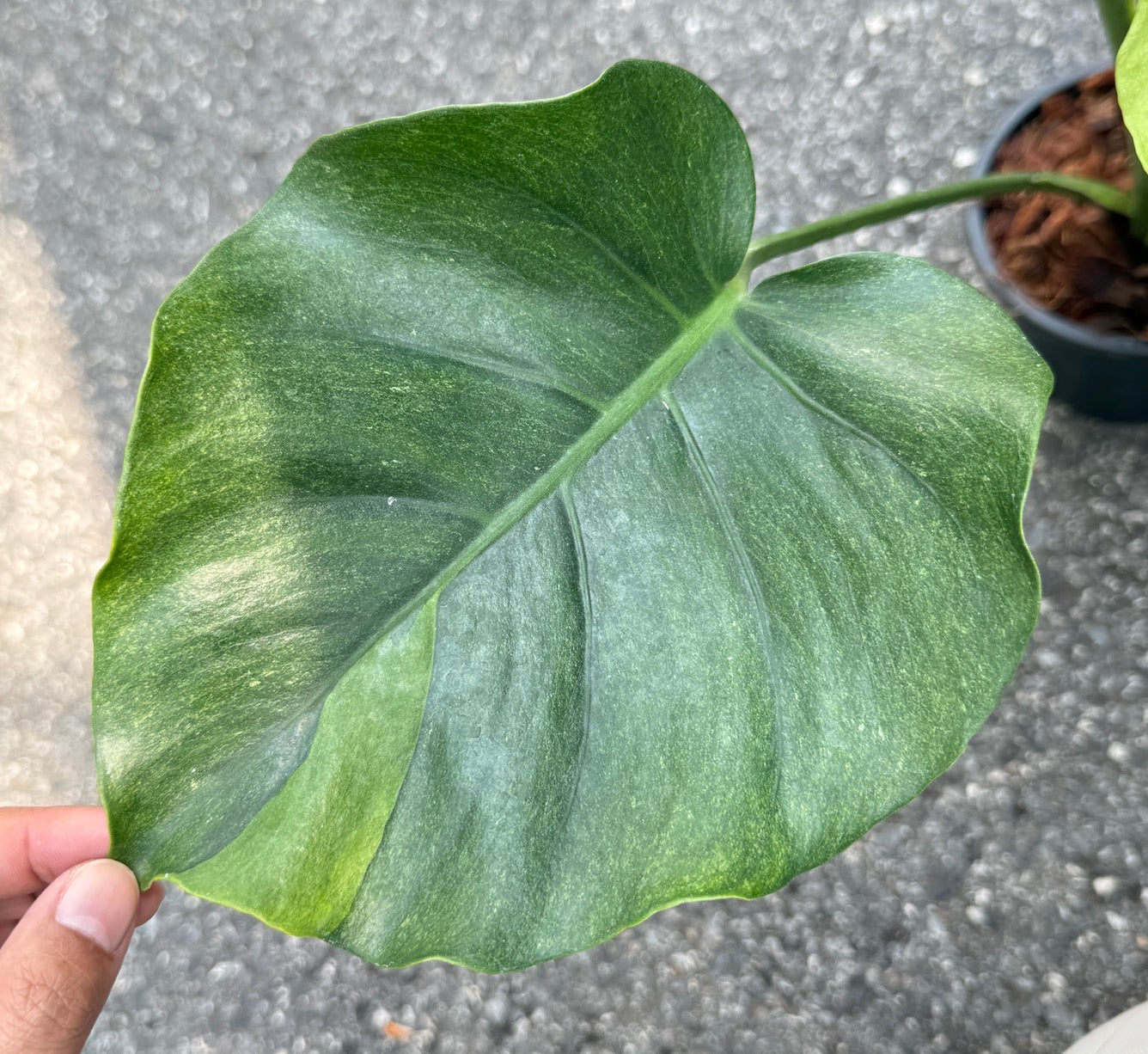 Monstera Deliciosa “NOID” - Actual Plant