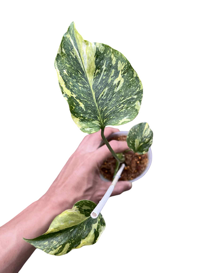 Monstera Deliciosa “Electrolight Tricolor” — Actual Plant (Rare)