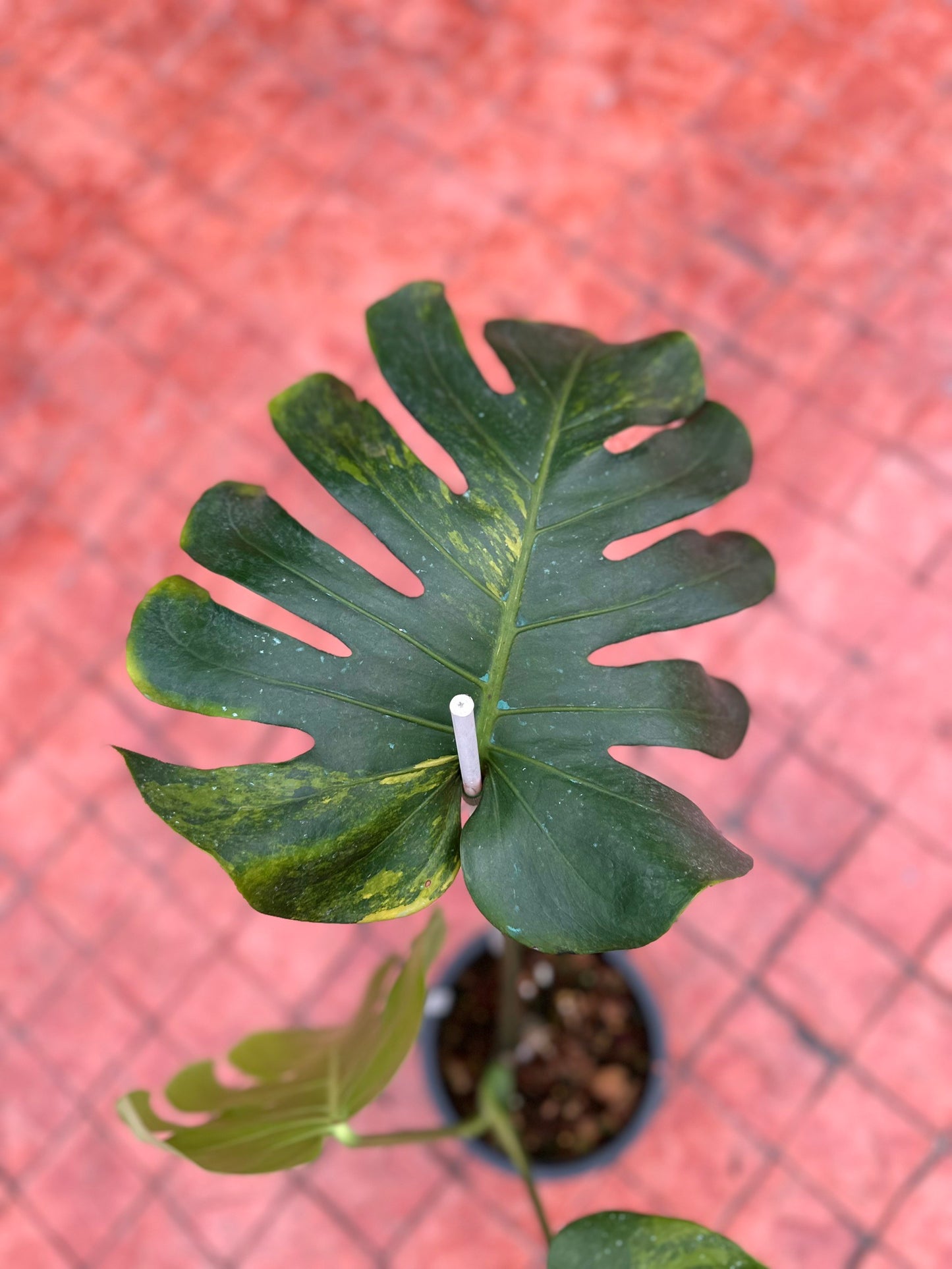 Monstera Deliciosa “Golden Mint” –  (Actual Plant)