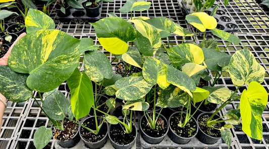 Monstera Deliciosa “Yellow Marilyn” Set of 10 Plants (Wholesale)