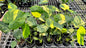 Monstera Deliciosa “Yellow Marilyn” Set of 10 Plants (Wholesale)