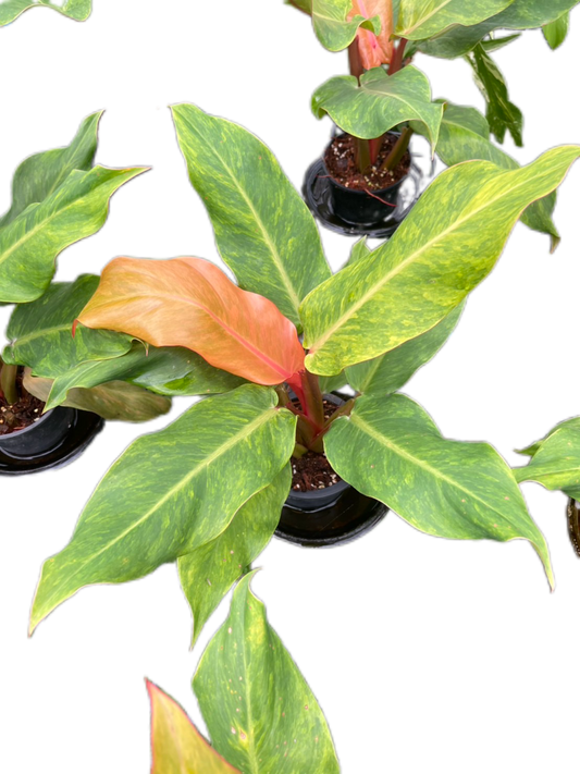 Philodendron Orange Marmalade (Variegated) Set of 10 plants