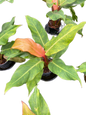 Philodendron Orange Marmalade (Variegated) Set of 10 plants