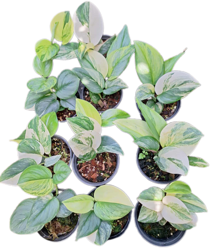 Scindapsus Rubicon Variegated
 – Set of 3 Plants