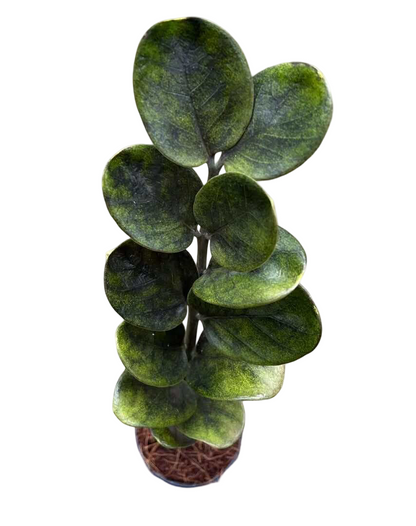 Zamioculcas zamiifolia (Lodd.) Engl. –(Dark Green Round Leaf Form) Wholesale Set of 5 Plants