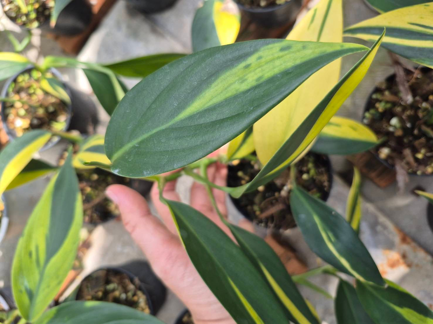 Scindapsus Rupestris Variegated (Set of 5)