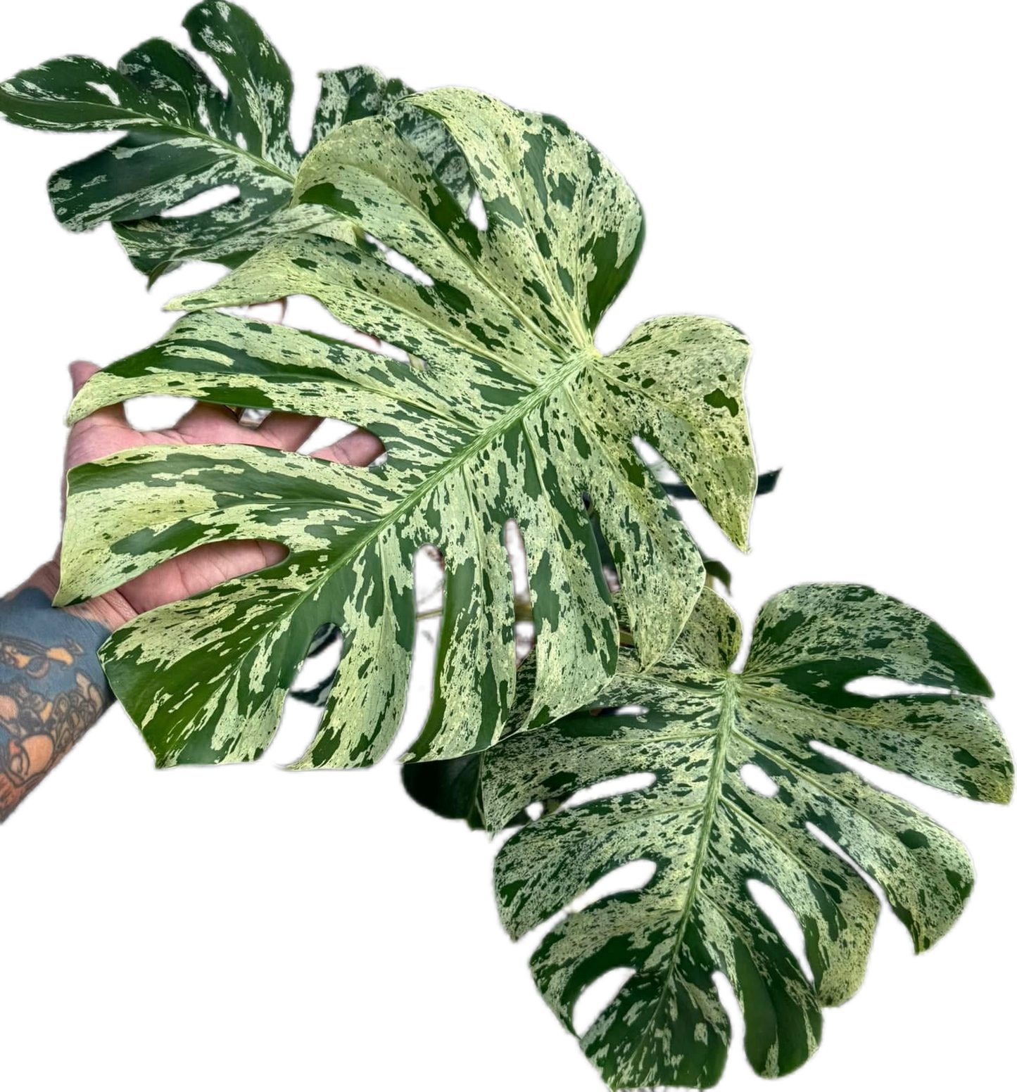 Monstera Deliciosa ‘Bulbasaur’ – Variegated Marvel