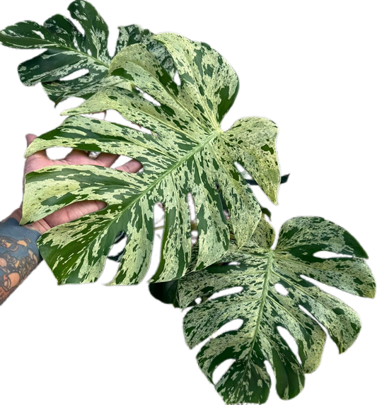 Monstera Deliciosa ‘Bulbasaur’ – Variegated Marvel