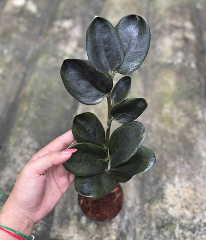 Zamioculcas zamiifolia (Lodd.) Engl. –(Dark Green Round Leaf Form) Wholesale Set of 5 Plants