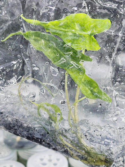 Alocasia Portei Aurea Variegated – Tissue Culture Wholesale