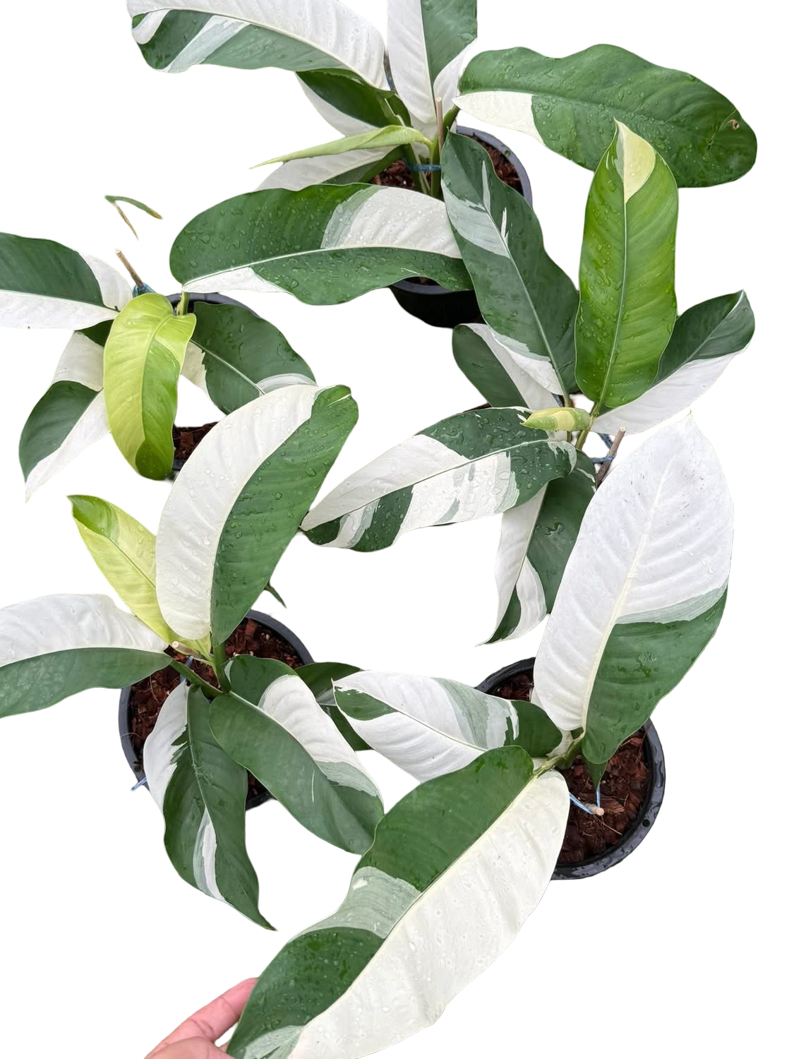 Epipremnum Giganteum Albo Variegated Set of 3 Plants