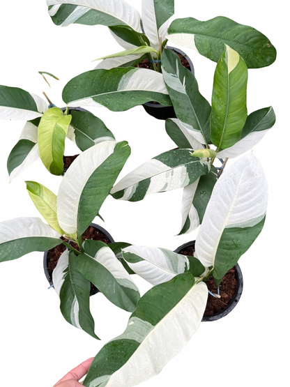 Epipremnum Giganteum Albo Variegated Set of 3 Plants