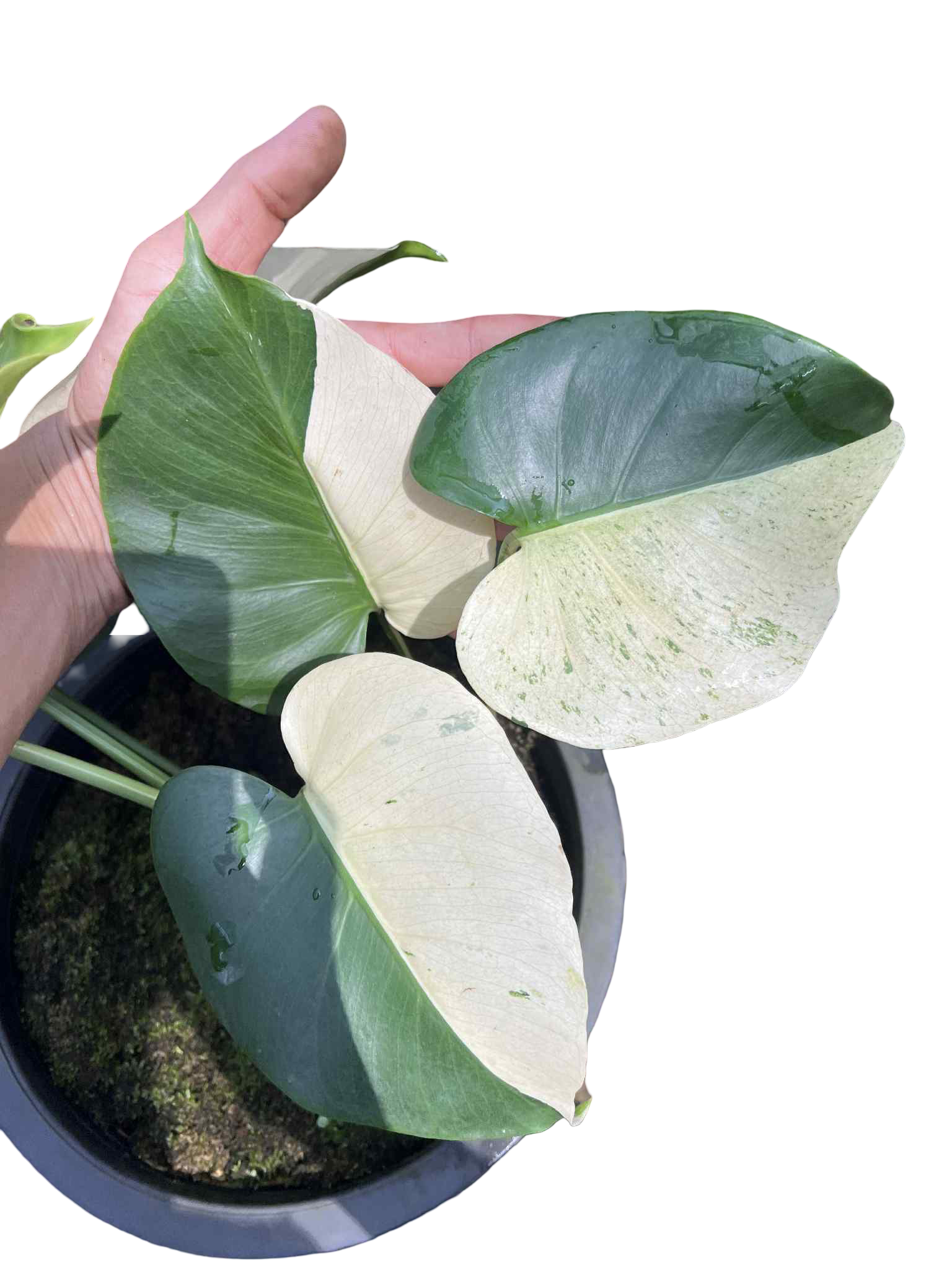 Monstera Deliciosa “Albo” Variegated — Actual Plant (2 in 1 pot)