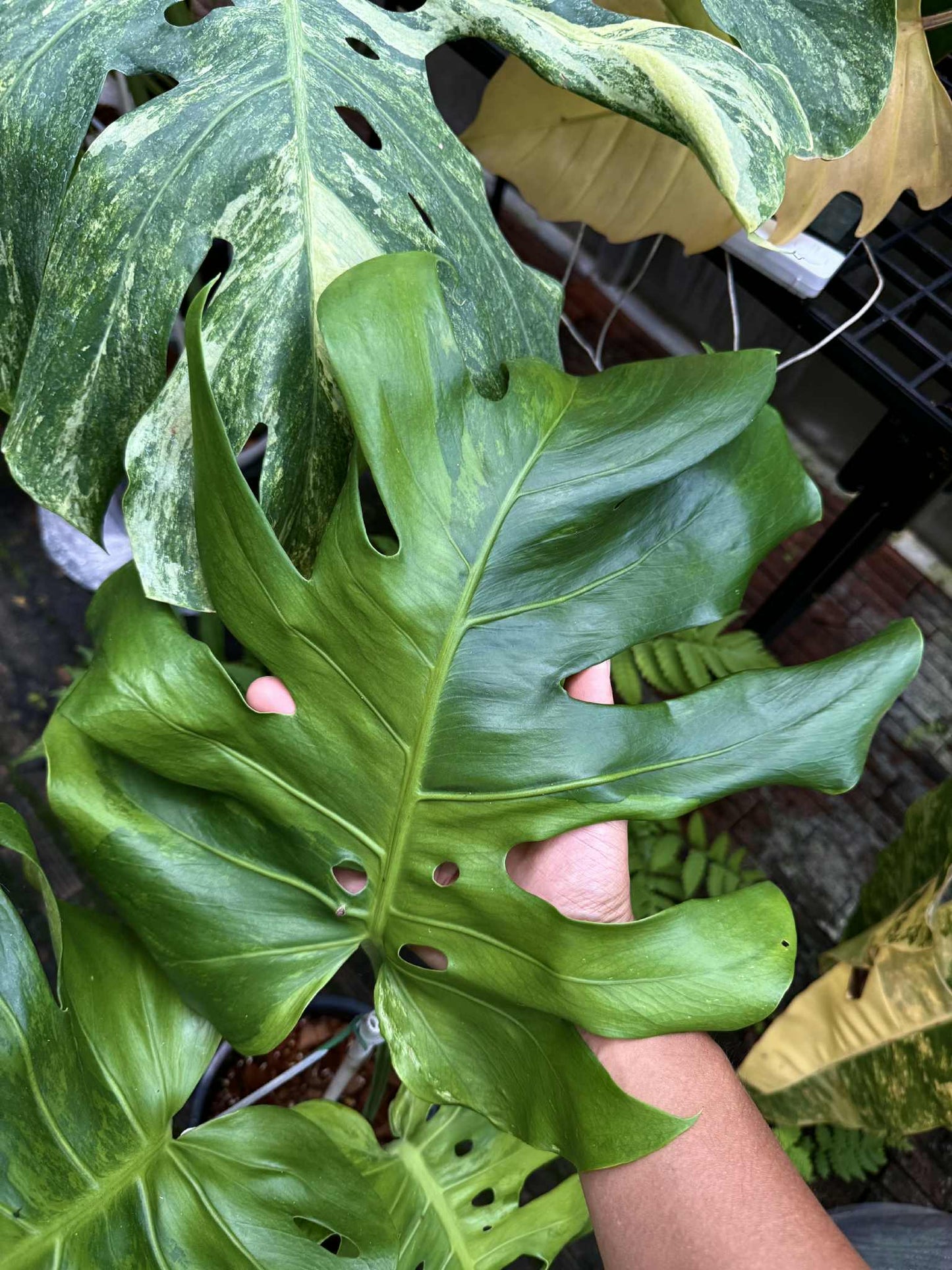 Monstera Deliciosa (Green on Green) NOID – Actual Plant
