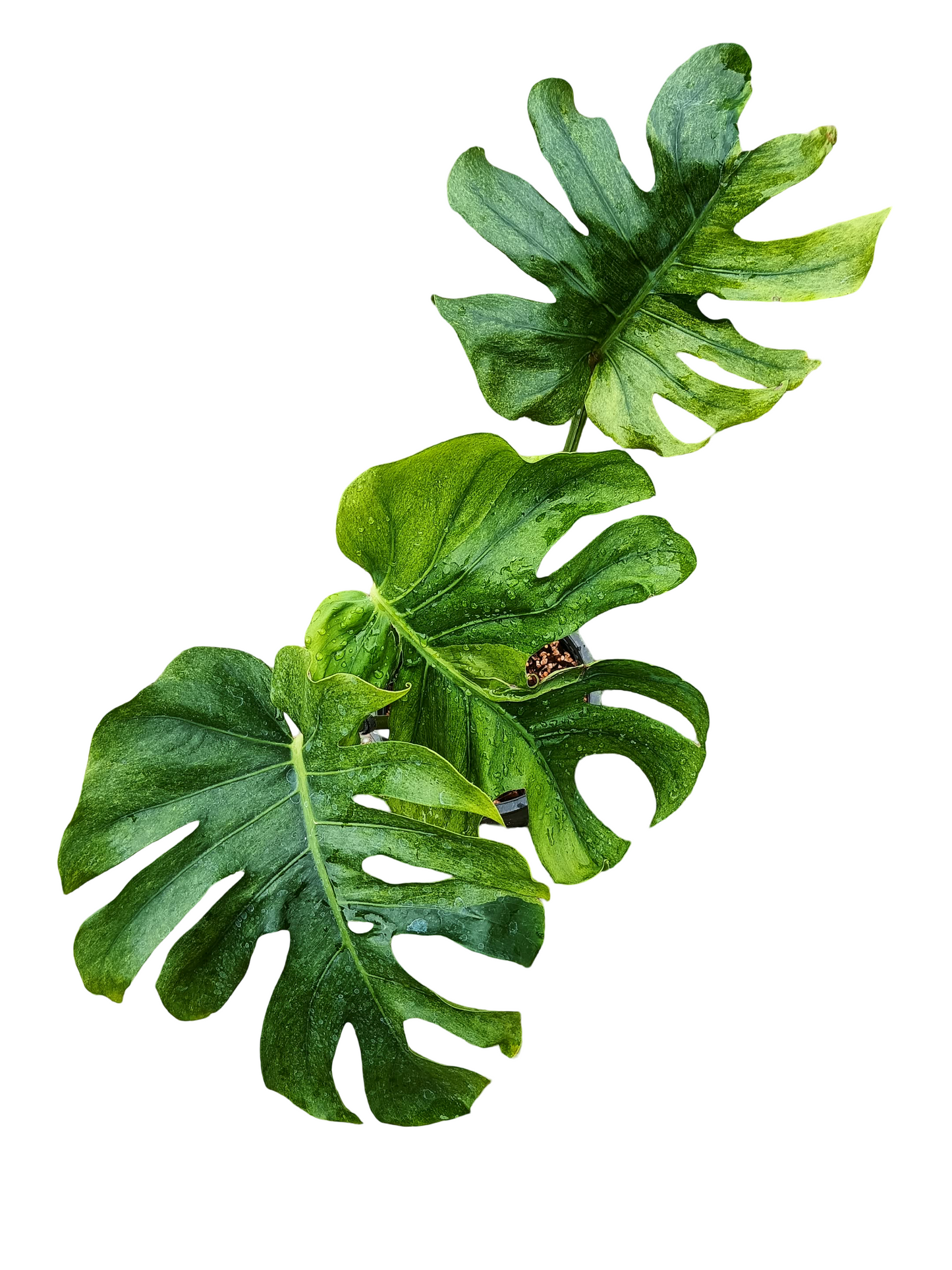 Monstera deliciosa ‘NOID’ – Rare Variegated Form (Actual Plant)