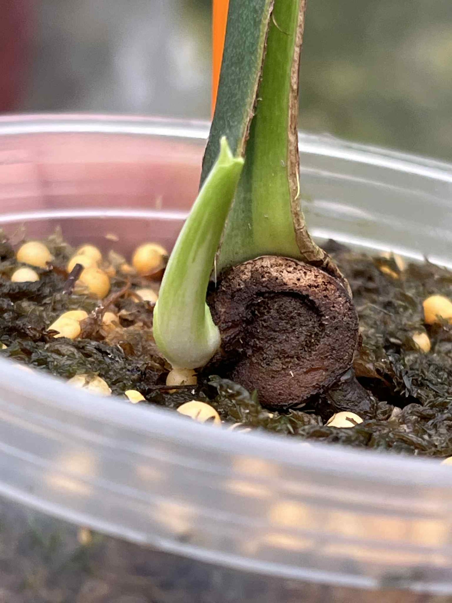 Monstera Deliciosa “Thong Kee Ma” Cutting Rooted— Actual Plant (Rare)