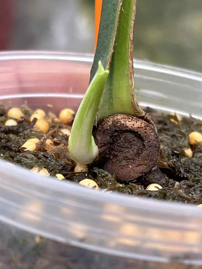 Monstera Deliciosa “Thong Kee Ma” Cutting Rooted— Actual Plant (Rare)