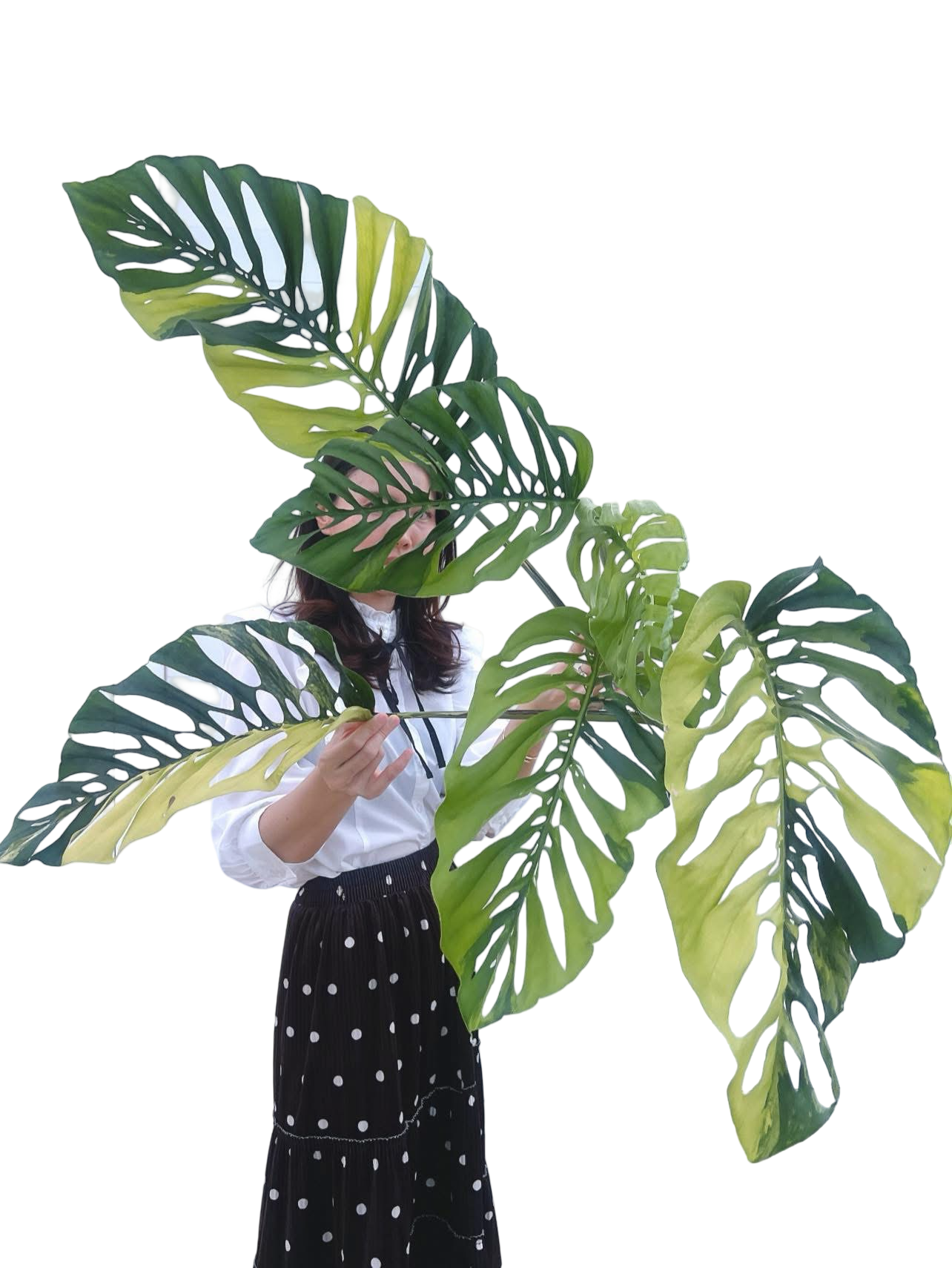 Monstera adansonii ‘Acuminata’ Albo Variegated – Set of 10 Plants (Wholesale)
