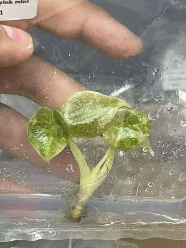 Alocasia Cuprea Red Secret Mint Variegated – Plant Tissue Culture (Wholesale)