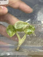 Alocasia Cuprea Red Secret Mint Variegated – Plant Tissue Culture (Wholesale)