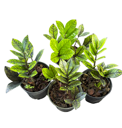 Zamioculcas zamiifolia ‘Black Variegated’ – Set of 10 Plants (Variegated Black ZZ Plant)