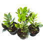 Zamioculcas zamiifolia ‘Black Variegated’ – Set of 10 Plants (Variegated Black ZZ Plant)