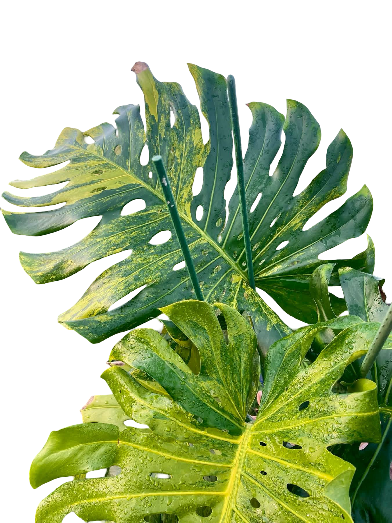 Monstera Deliciosa “Pumpkin” – (Actual Plant) Big Size