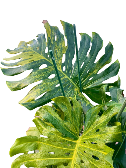 Monstera Deliciosa “Pumpkin” – (Actual Plant) Big Size