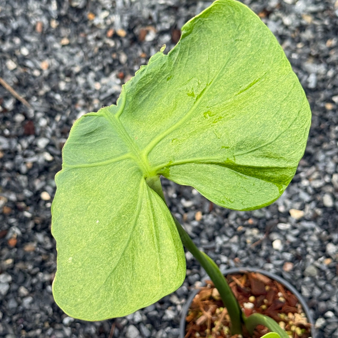 Monstera Deliciosa (Grown from Seed) NOID – Actual Plant